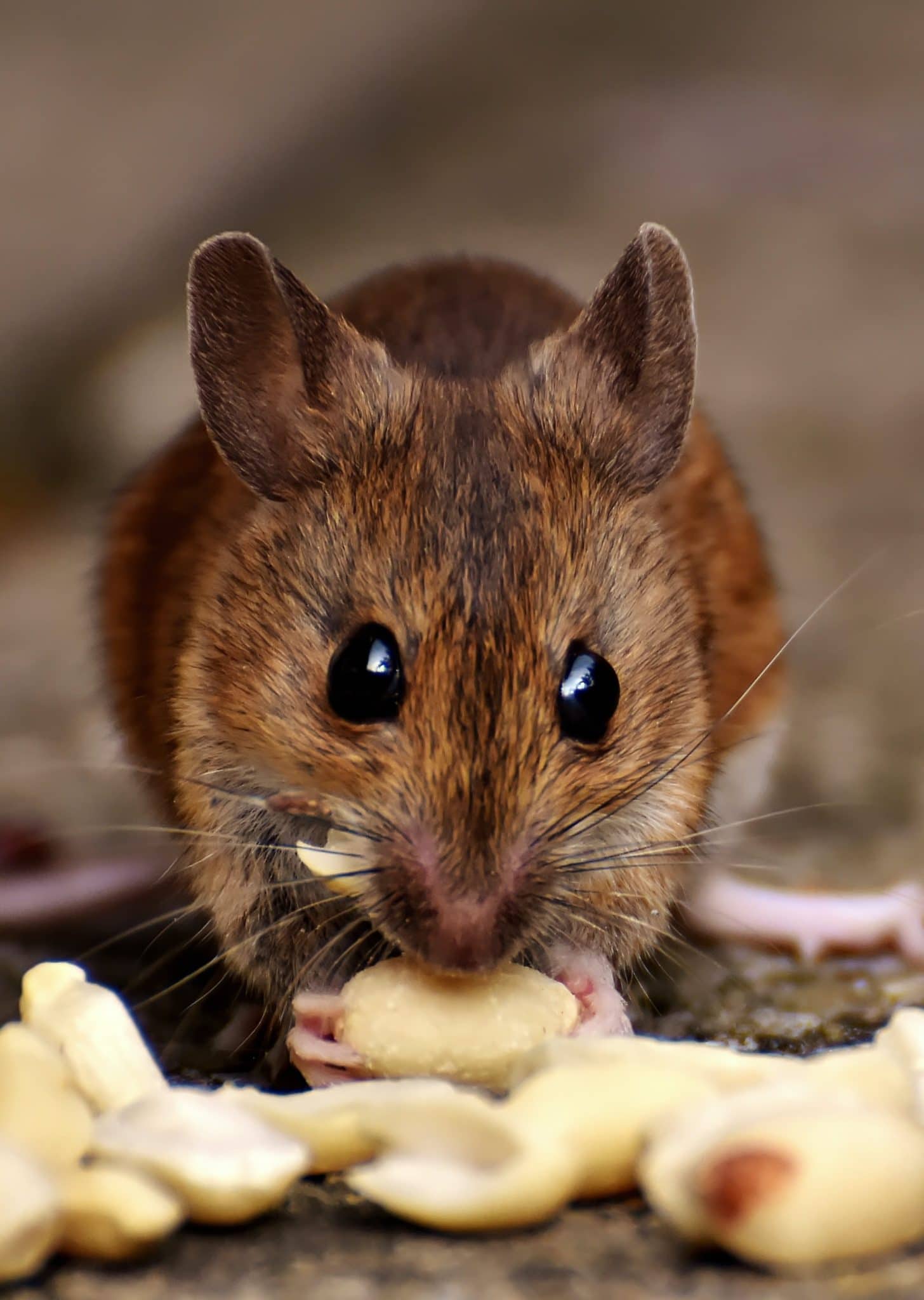 What Household Items Kill Mice Fast